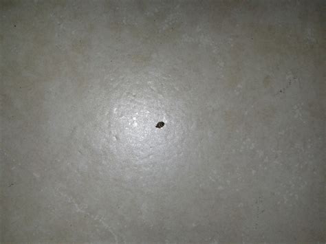 acari insetti piccoli neri tondi